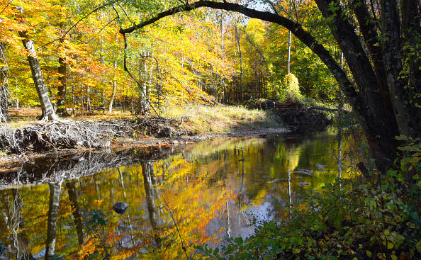 Pennypack Creek