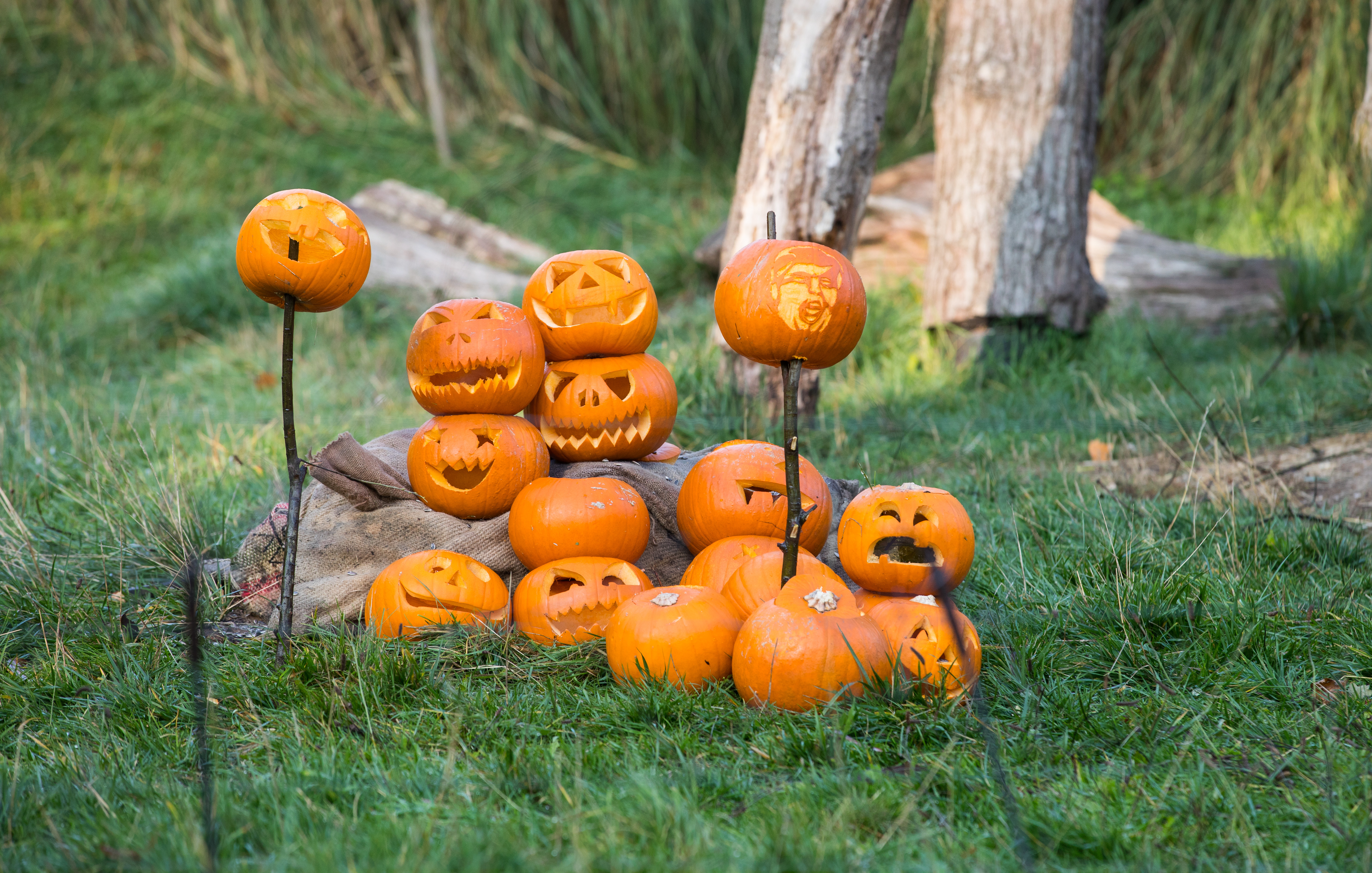 Smashing pumpkins at ZSL London Zoo