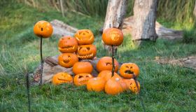 Smashing pumpkins at ZSL London Zoo