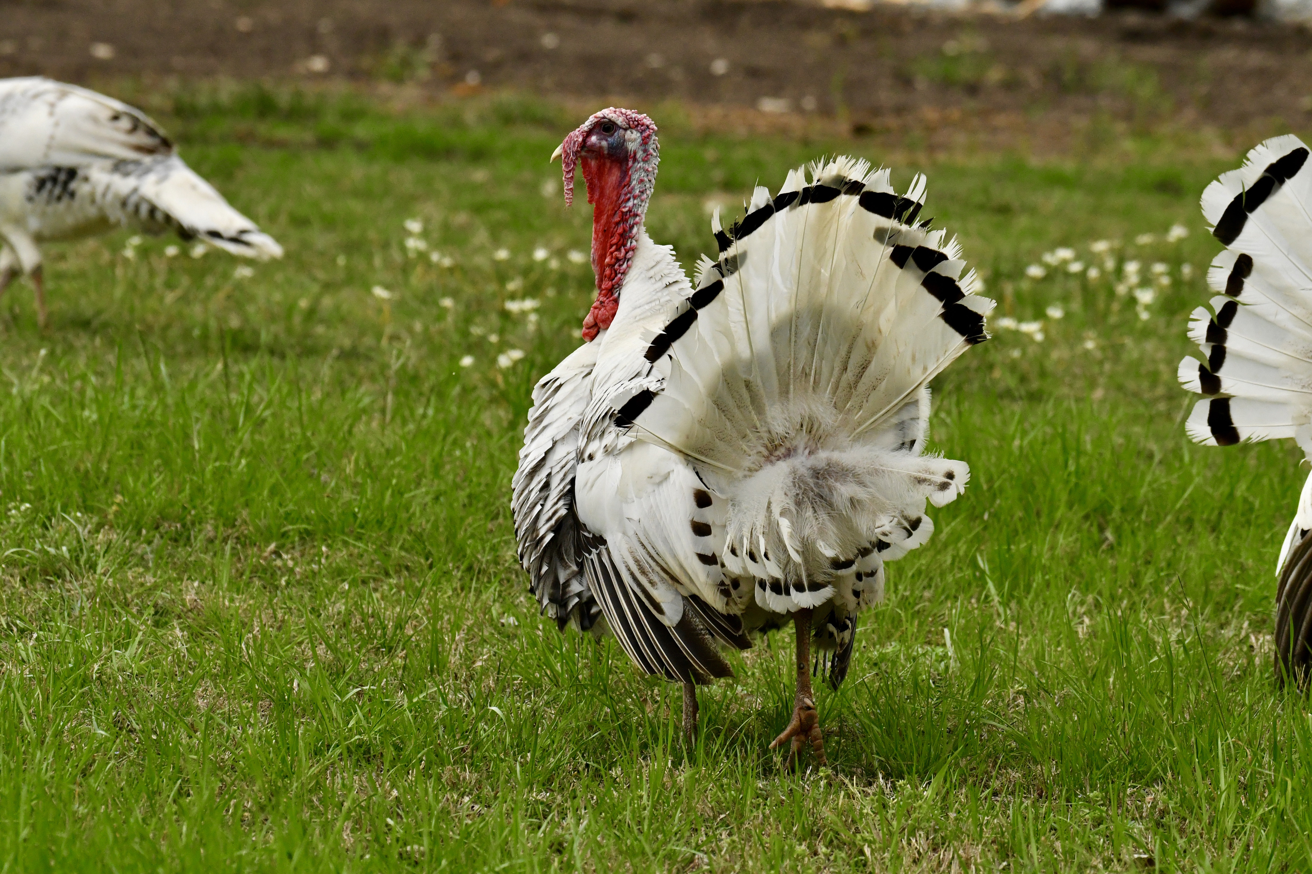 Turkeys in a meadow in the spring