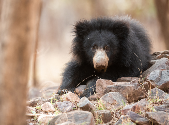 Close-up of sloth bear on rock