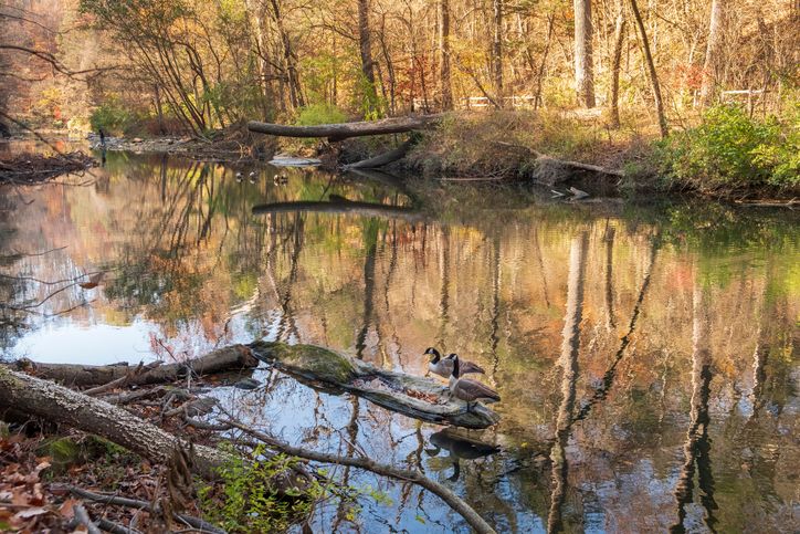 Wissahickon Creek Philadelphia in Fall