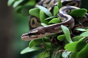 Ball python snake close up on tree, python regius