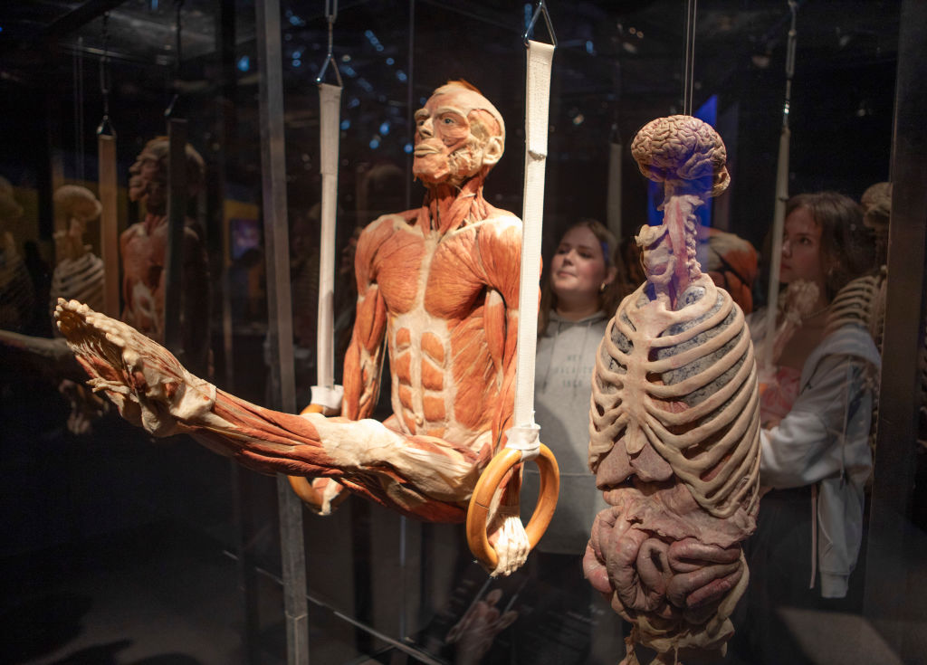 “Body Worlds” Exhibit Returning to Franklin Institute in 2025