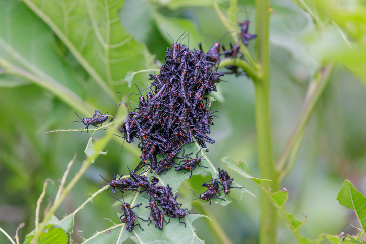 Group of striped lobster nymphs (Chromacris speciosa)