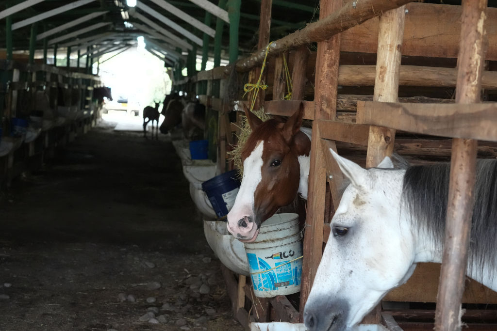 Riding tradition: Coleo keeps Colombia's cowboy heritage alive