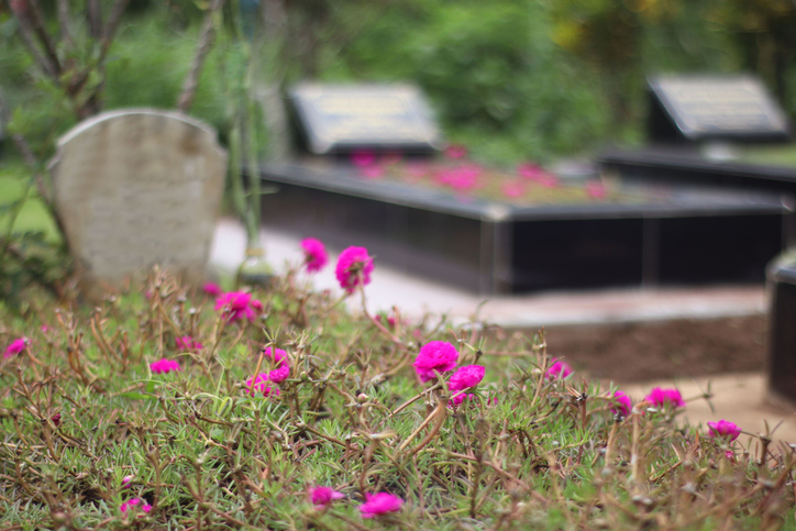 Little flower on the graveyard.