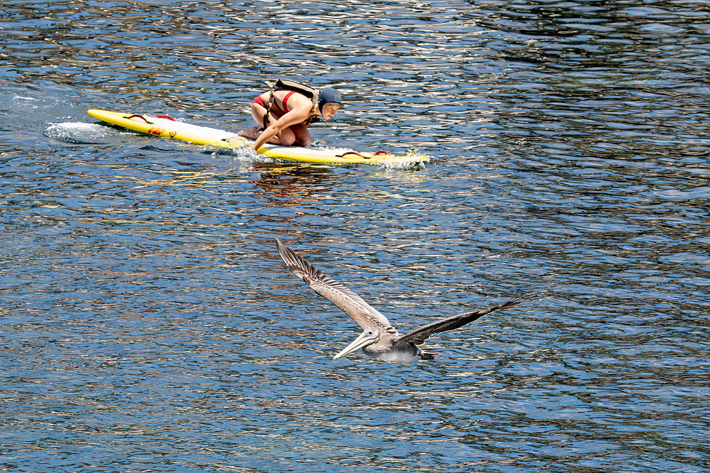 Pelican Flies Past Lifeguard