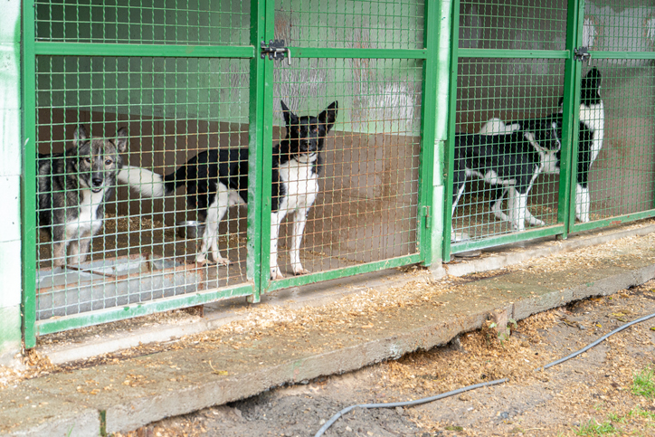 Dog shelter enclosure. Dog in a cage. Animal adoption pet