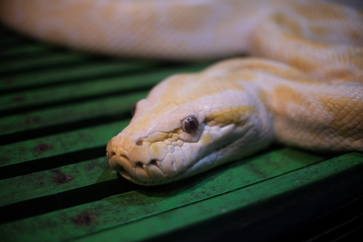 Close-up of an albino python’s head resting on a green slatted surface inside a terrarium, showcasing detailed scales, soft lighting, and shallow depth of field.