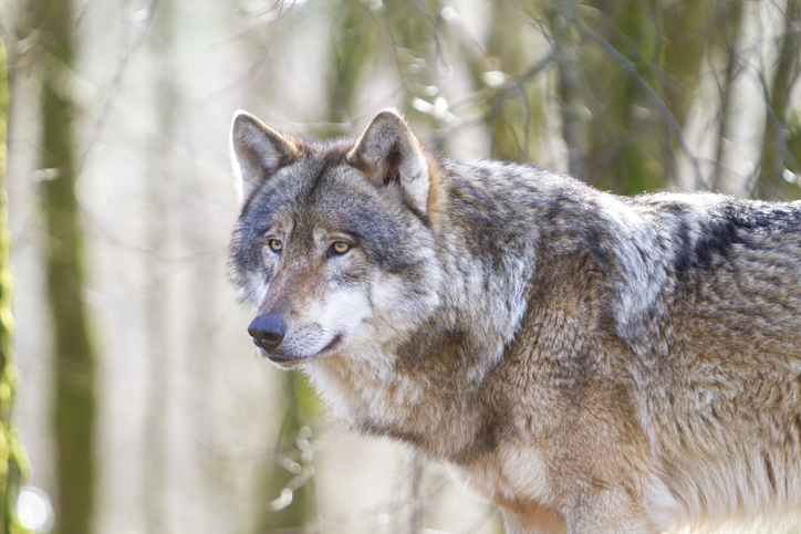 Adult Grey Wolf Canis Lupus close up portrait in the spring forest natural habitat environment, Wild Ireland