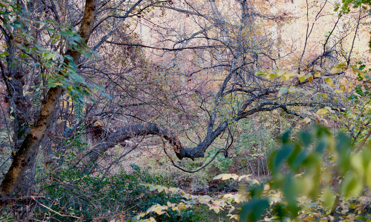 Trees in forest,Philadelphia,Pennsylvania,United States,USA