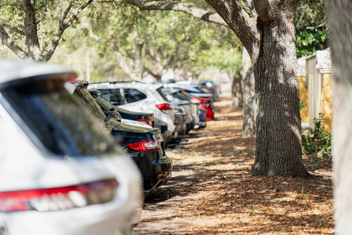 Parked vehicles lined under broad tree canopy beside a mulched roadside strip, showing natural shade and layered depth in an outdoor parking area