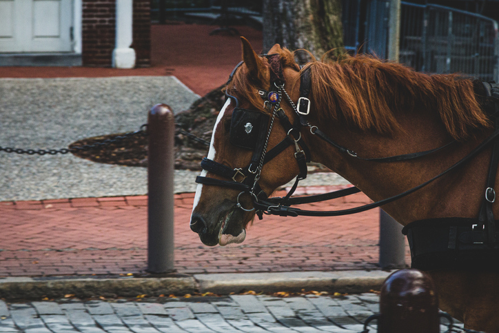 Horse Drawn Carriage in Philadelphia