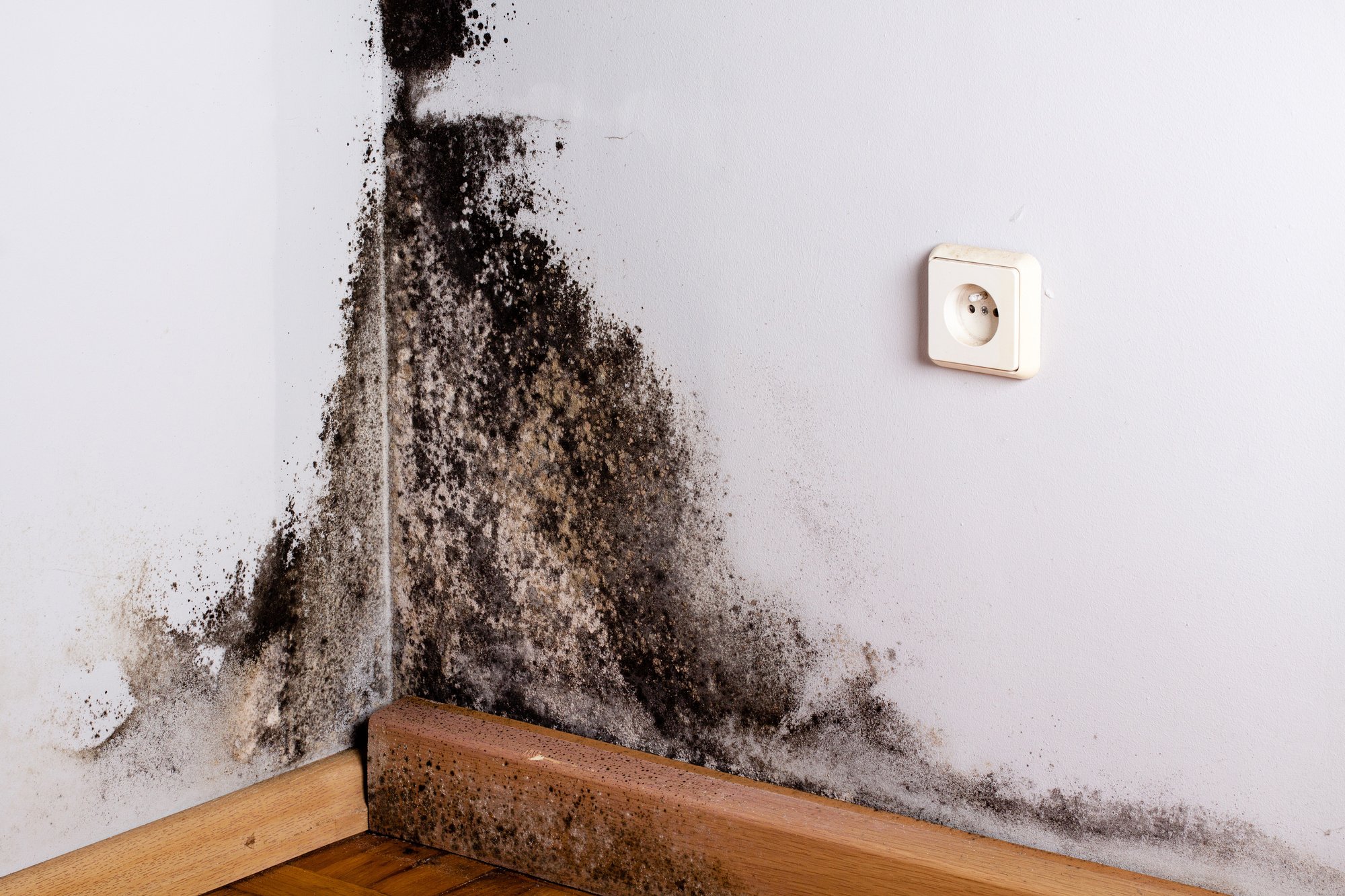 Unseen dangers of mold: A threat to your family's health and safety