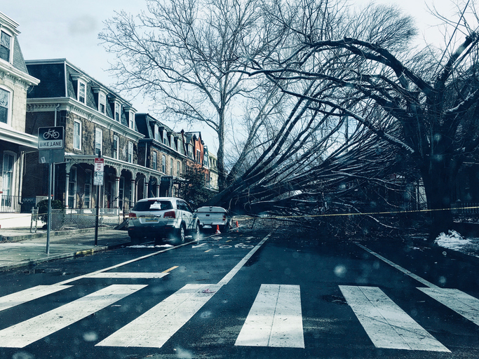 Philadelphia after the storm: fallen trees in a street
