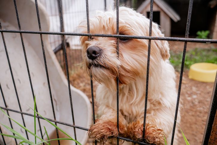 Sad long-haired maltese crossbreed dog peeking through a rusty iron enclosure grid fence at an animal rescue shelter facility
