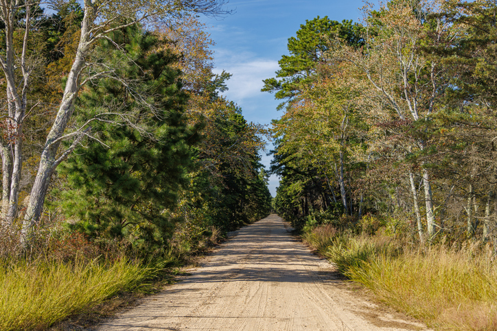 New Jersey Police Officer Disguised as a Shrub Helps Nab 74 Distracted Drivers