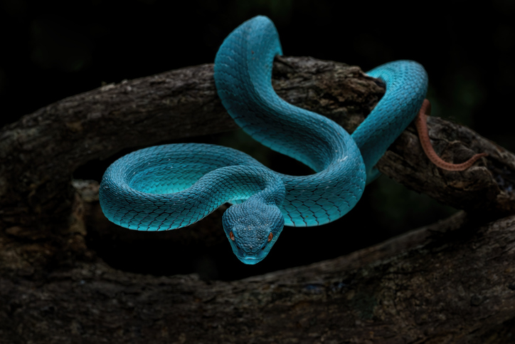 Blue white lipped pit viper