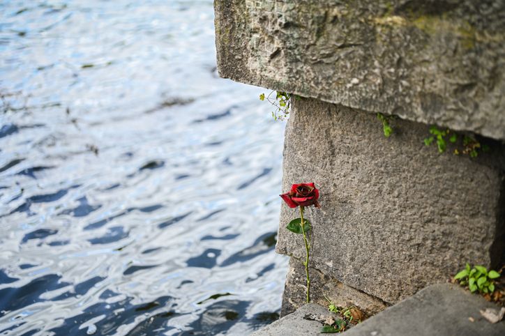 Red rose growing from stone wall by water